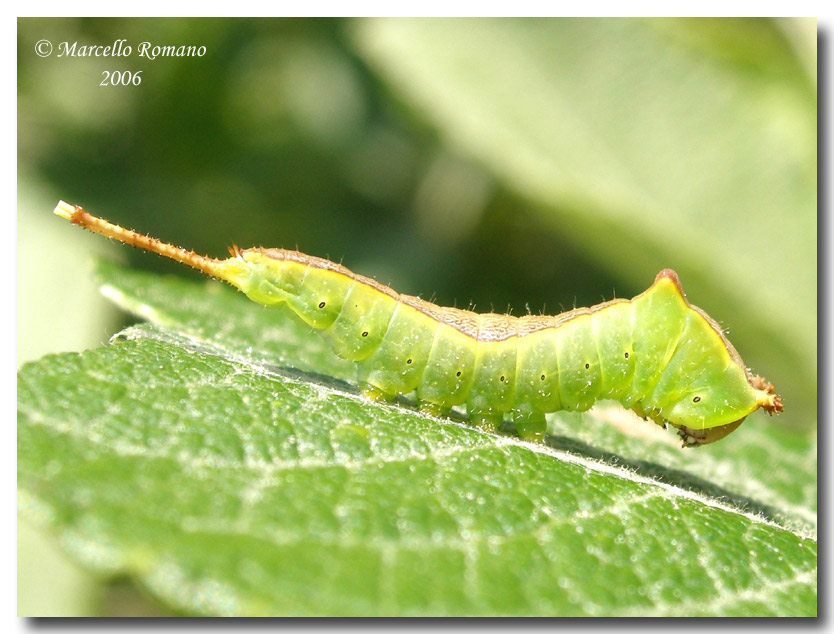 Un piccolo bruco di Cerura vinula (Notodontidae)